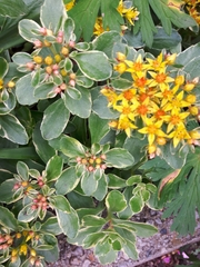 Phedimus kamtschaticus