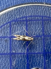 Blastodacna hellerella