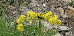 Lomatium thompsonii