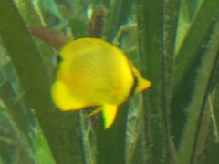 Chaetodon rafflesii