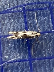 Blastodacna hellerella