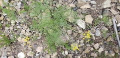 Lomatium thompsonii