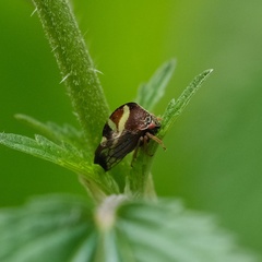 Smilia camelus