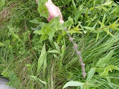 Salvia verticillata