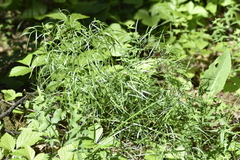 Peucedanum morisonii