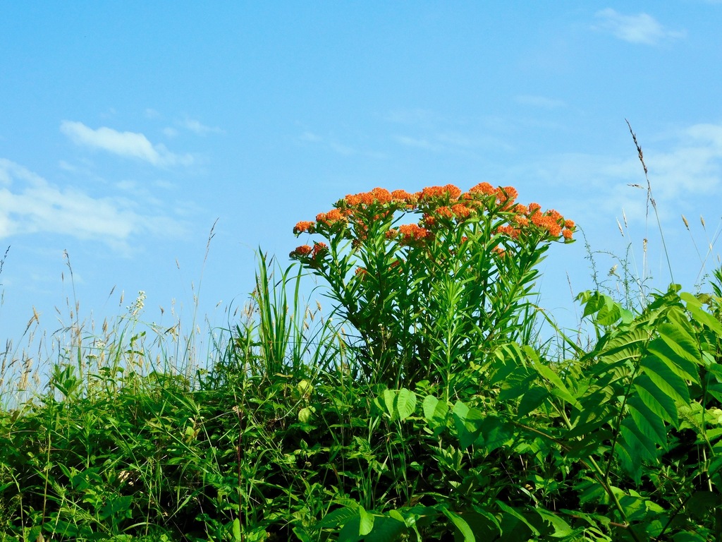 Asclepias tuberosa, North Carolina, US