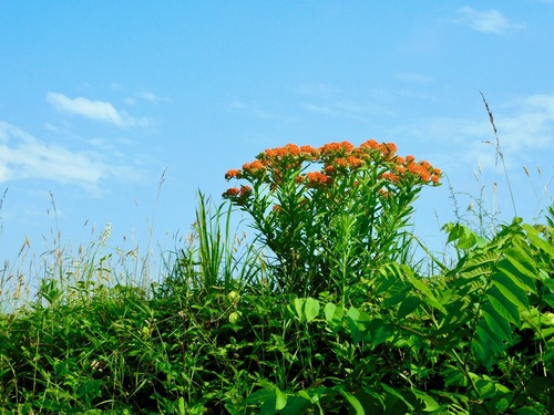 butterfly milkweed (Asclepias tuberosa)