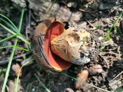 Neoboletus xanthopus