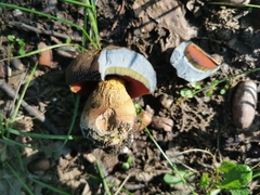 Neoboletus xanthopus