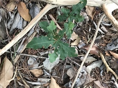 Quercus sinuata breviloba