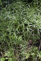 Peucedanum morisonii