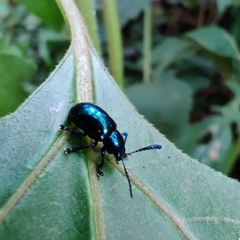 Platycorynus peregrinus