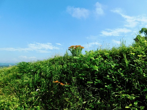 Asclepias tuberosa
