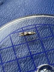 Blastodacna hellerella