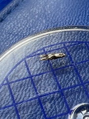 Blastodacna hellerella