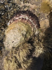 Mollusca