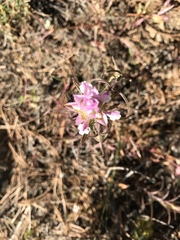 Orthocarpus cuspidatus