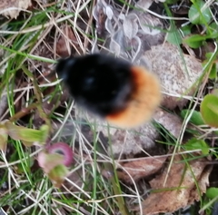 Bombus alpinus