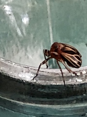 Phylloscelis atra