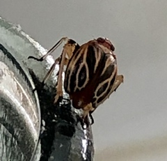 Phylloscelis atra