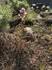 Orthocarpus cuspidatus