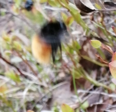 Bombus alpinus