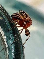 Phylloscelis atra