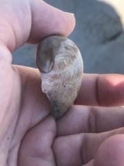 Crepidula fornicata