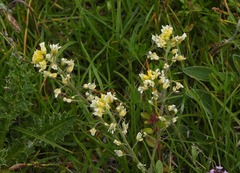 Alyssum montanum