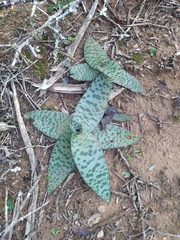 Ledebouria ensifolia