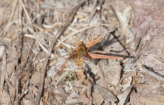 Chrysanthrax edititius