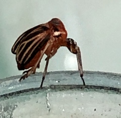 Phylloscelis atra