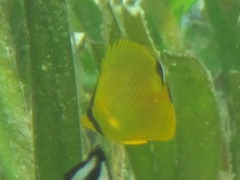 Chaetodon rafflesii