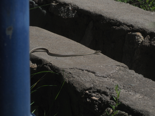 Slender Racer