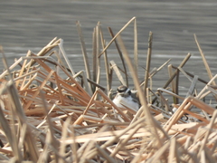 Charadrius placidus
