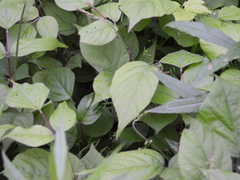 Hylodesmum glutinosum