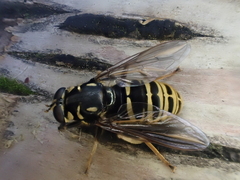 Temnostoma excentrica