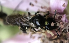 Ceratina