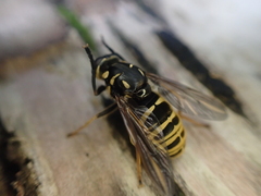 Temnostoma excentrica