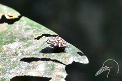 Hemerophila