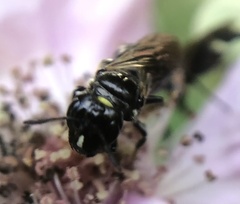 Ceratina