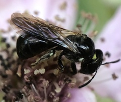 Ceratina