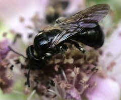 Ceratina