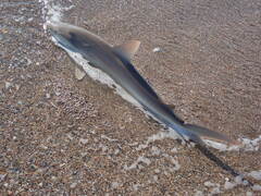 Carcharhinus acronotus