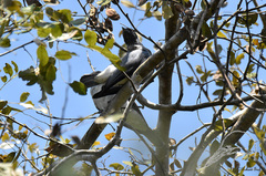 Conioptilon mcilhennyi