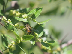 Eristalis tenax