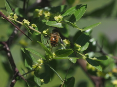 Eristalis tenax