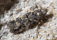 Chionodes bicostomaculella