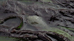 Citharichthys stigmaeus