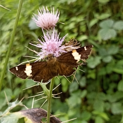 Pseudocoladenia dan fatih